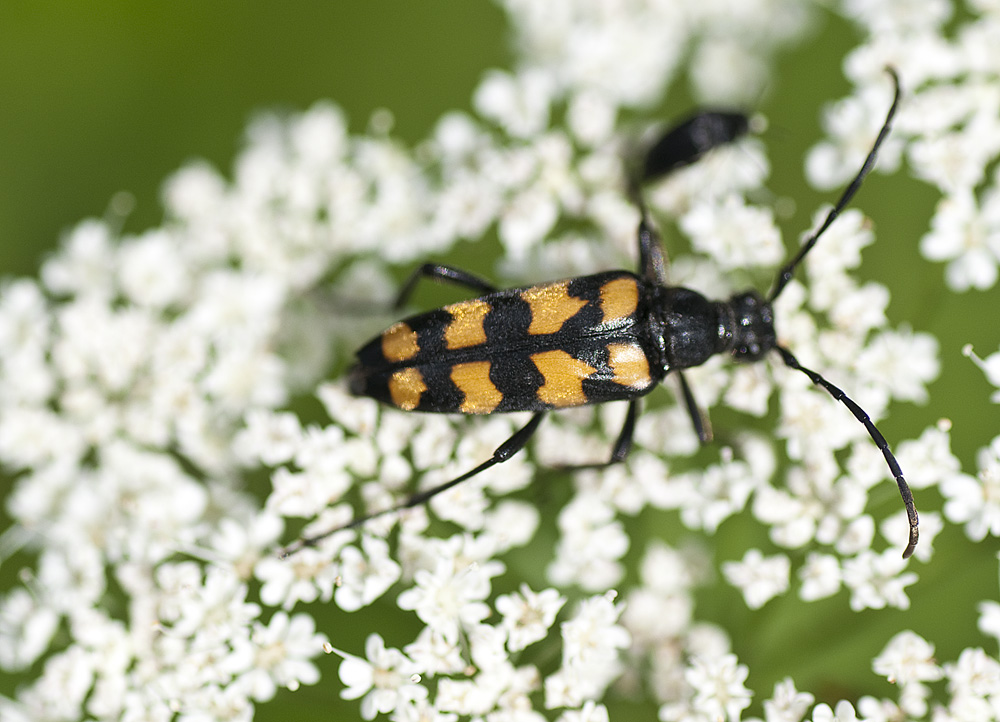 Leptura quadrifasciata, Cerambycidae